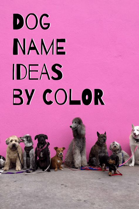 A truly MASSIVE list of dogs names by color. Best Girl Dog Names, Brown Dog Names, Great Dog Names, Dog Name Ideas, Dog Names Unique, Cute Cat Names, Chihuahua Names, Girl Dog Names, Best Dog Names