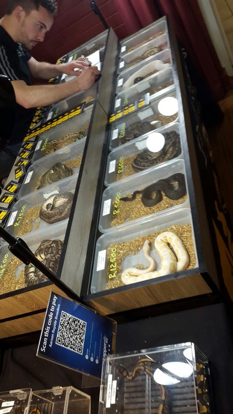 Spring Reptile expo 2016 Reptile Expo Booth, Reptile Store, Reptile Expo, Reptile Shop, Expo Display, Reptile Room, Ball Python, Shop Fronts, Reptiles Pet