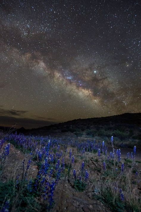 Signature Scent on Twitter: "Milky Way over bluebonnets in Texas! #flowerreport #Cosmos #SundayThoughts #sundayscene #signaturescent… " Terlingua Texas, Alpine Texas, Scenery Pictures, The Milky Way, Big Bend, Dark Skies, Stars At Night, Blue Bonnets, Random Pics