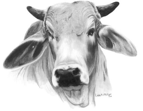 Brahman Bull Tattoo, Bull Art Drawing, Bull Sketch, Bull Drawing, Brahma Bull, Cow Logo, Cowboy Artists, Bull Art, Western Artwork