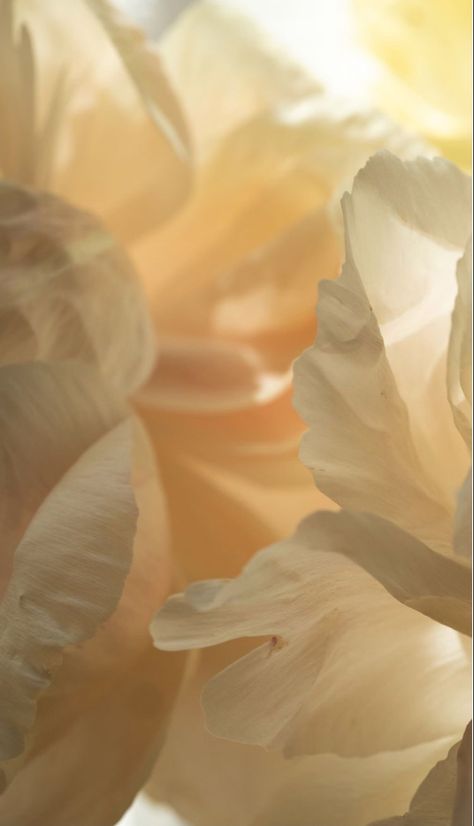 Blooming Aesthetic, Foto Macro, Mises En Page Design Graphique, Square Hijab, Wallpaper Flowers, Texture Inspiration, 背景 シンプル, Deco Floral, Yellow Aesthetic