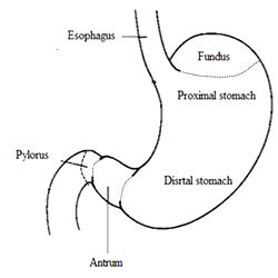 Stomach Diagram Anatomy, Stomach Anatomy Drawing, Anatomy Easy, Stomach Diagram, Stomach Anatomy, Stomach Images, Pharmacy Images, Digestive System Diagram, Medicine Images