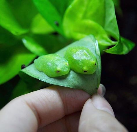 Tiny leaf frogs Frogs Preschool, Frog Pictures, Frog Tattoos, Frog Drawing, Glass Frog, Cute Reptiles, Frog Design, Frog Art, Tree Frogs