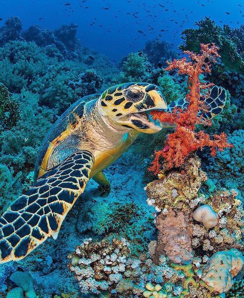 A hawksbill sea turtle snacking on some soft coral. These sea turtles get their name from their narrow head and hawk like beak. Turtles Photography, Turtle Snacks, Sea Turtles Photography, Turtle Pictures, Hawksbill Sea Turtle, Sea Turtle Pictures, Strongest Animal, Beautiful Ocean Pictures, Turtle Love