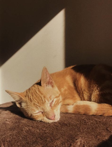 Laying In The Sun, Feline, Animals