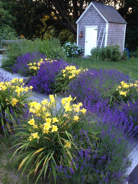 Lavandula (lavender) with Hemerocallis (daylily) Daylily Garden, Pathway Landscaping, Lavender Garden, Garden Shrubs, Most Beautiful Gardens, Front Yard Garden, Garden Pathway, Purple And Yellow, Lawn And Garden