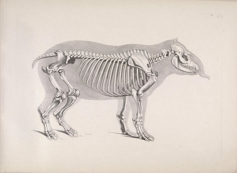 Cow Skeleton, Ground Sloth, Skeleton Anatomy, Animal Skeletons, Perspective Drawing Lessons, Skeleton Tattoos, Guided Art, Free Vintage Printables, Cow Bones