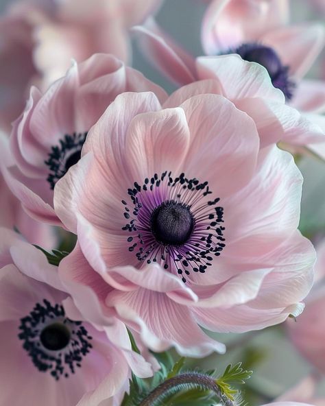 Pictures Of Flowers, Blush Anemone, Pink Anemone Flower, Anemone Flower Illustration, Purple Anemone Flower, Anemone Symbolism, Pink Flowers Photography, Spring Wallpaper, Flower Fairies