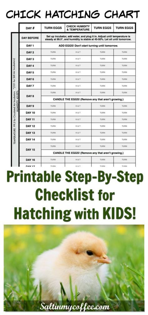 Hatching with kids is so much fun! This printable chart makes it easy to keep track of turning the eggs, keeping the correct humidity and temperature, and remembering when to candle, as you count down to hatch day! Chicken Egg Hatching Chart, Chick Temperature Chart, Hatching Chicken Eggs In An Incubator, Simple Chicken Run, Easy Clean Chicken Coop, Hatching Chicken Eggs, Clean Chicken Coop, Chicken Run Plans, Incubating Chicken Eggs