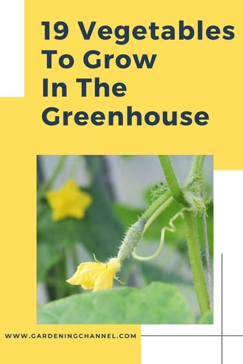 19 Vegetables to Grow in a Greenhouse - Gardening Channel Greenhouse Plants Vegetables, Greenhouse Planting Schedule, Growing Vegetables In A Greenhouse, What To Grow In Greenhouse, What To Grow In A Greenhouse, Heat Greenhouse, Growing In A Greenhouse, Beginner Homesteading, Greenhouse Gardens