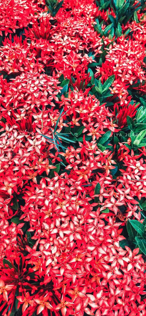 Thetti Poovu (Malayalam: തെറ്റിപൂവ്) or Ixora coccinea (also called jungle geranium, flame of the woods, and jungle flame) is a species of flowering plant in the Rubiaceae family. Jungle Geranium, Ixora Coccinea, Jungle Vibes, Geraniums, Red Peppercorn, Planting Flowers, Flowers