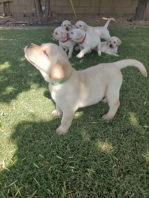 AKC Yellow lab puppies Lab Pups, Yellow Lab Puppy, Yellow Lab Puppies, Puppies For Sale Near Me, Poodle Puppies For Sale, Yellow Labrador Retriever, Yellow Labrador, Lab Puppies, Yellow Lab