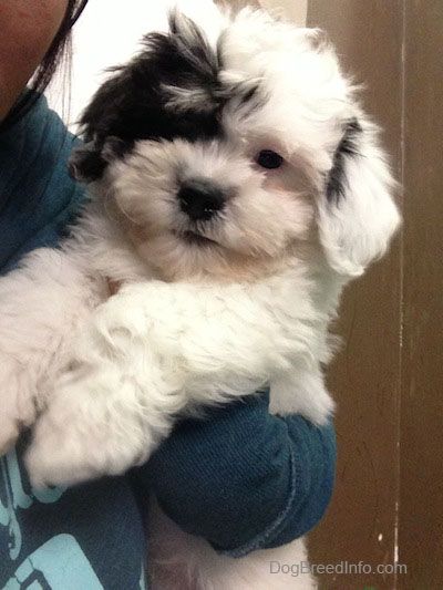 Zuchon (Shichon) Dog Breed Information and Pictures Shichon Puppies, Teddy Bear Puppies, Teddy Bear Dog, Shih Tzu Mix, Labrador Retriever Puppies, Bear Dog, Shih Tzu Puppy, Shih Tzu Dog, Dogs Pooping