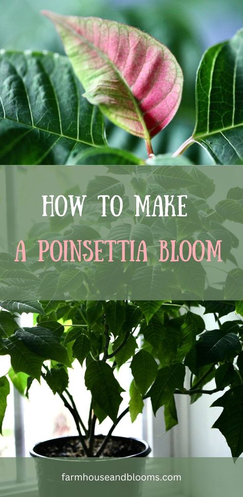 two pictures of poinsettias How To Take Care Of A Poinsettia Plant, How To Grow Poinsettias Plants, How To Keep A Poinsettia Alive All Year, Poinsettia Plant Care, How To Make A Poinsettia Flower, Pointsetta Plant Christmas Decor, Ponsietta Flowers, Poinsettia Plant, Darkness And Light