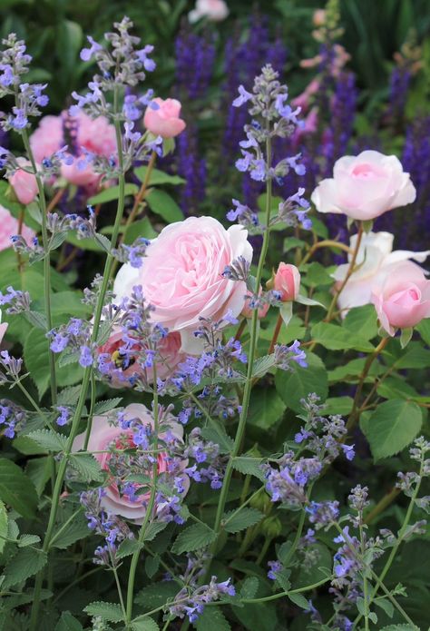 Everything is Coming Up Roses at Old Castle Cottage - Old Castle Cottage Cottage Garden Planters, Clematis And Climbing Roses Together, Castle Cottage, Cottage Garden Roses, Old Castle, Fragrant Roses, Rose Care, Coming Up Roses, English Cottage Garden