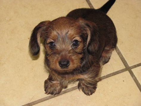 Dorkie (Dachshund-Yorkie Mix) Info, Temperament, Puppies, Pictures Designer Dogs Breeds, Girl Dog Names, Yorkie Mix, Dachshund Mix, Dog Rules, Yorkie Puppy, Mixed Breed Dogs, Puppy Pictures, Girl And Dog