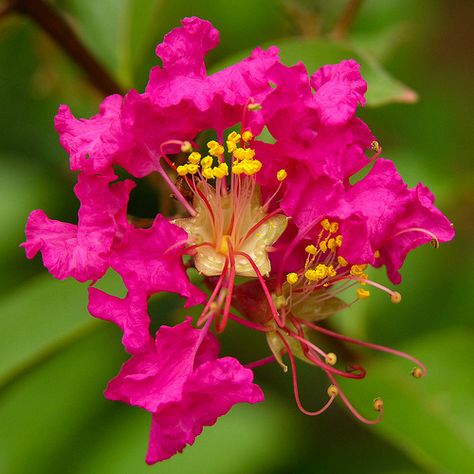 Thinking on my next tat...Myrtle is the emblem of marriage...working on a collage of flowers to represent all the loves in my life Myrtle Tattoo, Pink Crepe Myrtle, Indian Crepe, Wedding Trees, Tattoos Placement, Crepe Myrtles, Atlas Moth, Korean Flower, Myrtle Tree