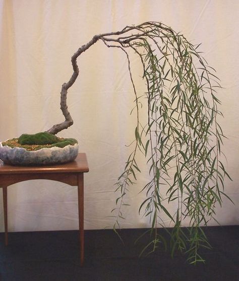 Bamboo Sticks Decor, Weeping Bonsai, Salix Babylonica, Willow Bonsai, Ficus Bonsai, Weeping Willow Tree, Plantas Bonsai, Curly Willow, Fleur Design