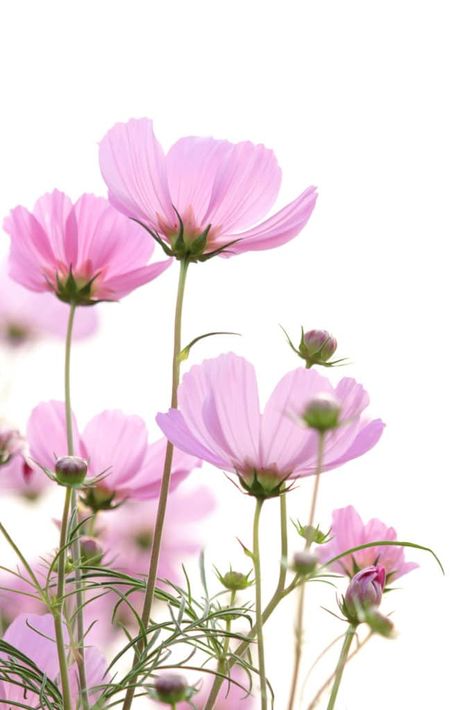 Vintage Flower Backgrounds, Garden Companion Planting, Beautiful Flowers Photography, Cosmos Flowers, Flowers Photography Wallpaper, Flower Background Wallpaper, Lukisan Cat Air, Beautiful Flowers Pictures, Alam Semula Jadi