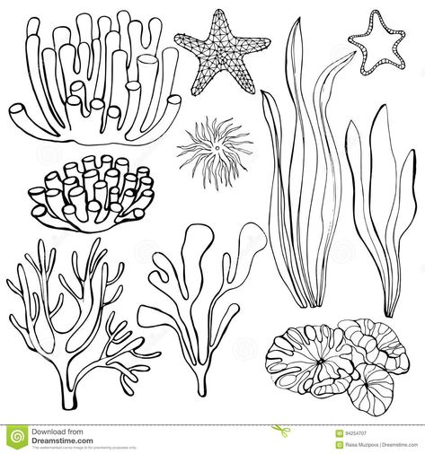 Illustration about Hand-drawn algae and corals.Hand-drawn fruits. Bananas. Vector illustration. Starfish. Vector illustration. Illustration of algae, hand, branch - 94254707 Sea Life Line Art, How To Draw Coral, Sea Floor Drawing, Sea Coral Drawing, Sea Life Drawings, Coral Reef Drawing, Coral Drawing, Sea Drawing, Ocean Drawing