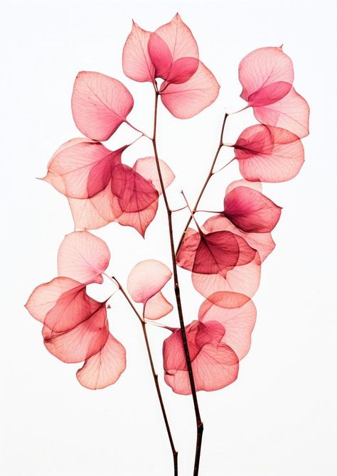 Real Pressed a bougainvillea flowers plant petal red. | premium image by rawpixel.com / Chaiwoot Pooh Bougainvillea Aesthetic, Bougainvillea Aesthetic Wallpaper, Bougainvillea Vector, Bougainvillea Pattern, Bougainvillea Botanical Illustration, Bougainvillea Print Pattern, Plant Aesthetic, Graphic Wallpaper, Bougainvillea