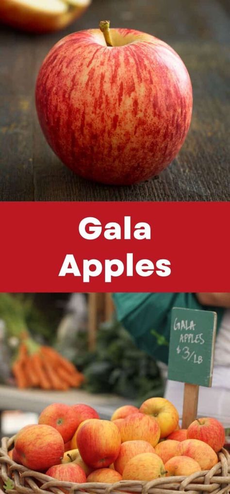 Gala Apple Tree, Gala Apple Recipe, Fruit Garden Landscape, Scrumpy Cider, Apple Tree Care, Vermont Farms, Gourmet Apples, Gala Apples, Apple Varieties