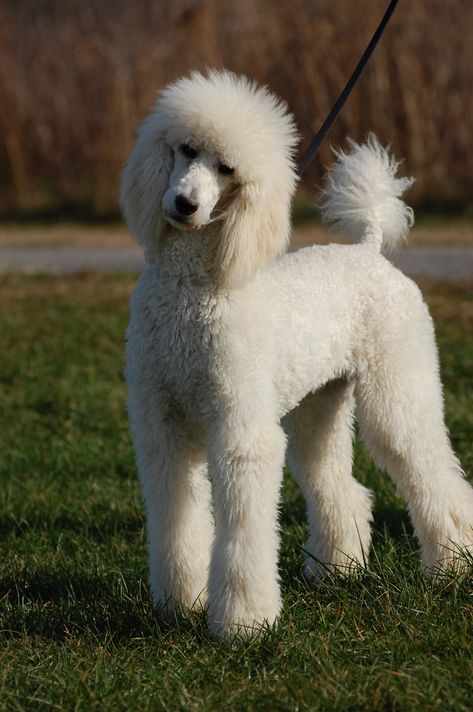 Serious Harry. Standard Poodle Cuts, Poodle Hairstyles, Apricot Standard Poodle, Standard Poodle Haircuts, Poodle Haircuts, Anjing Poodle, Poodle Haircut Styles, Poodle Hair, Parti Poodle