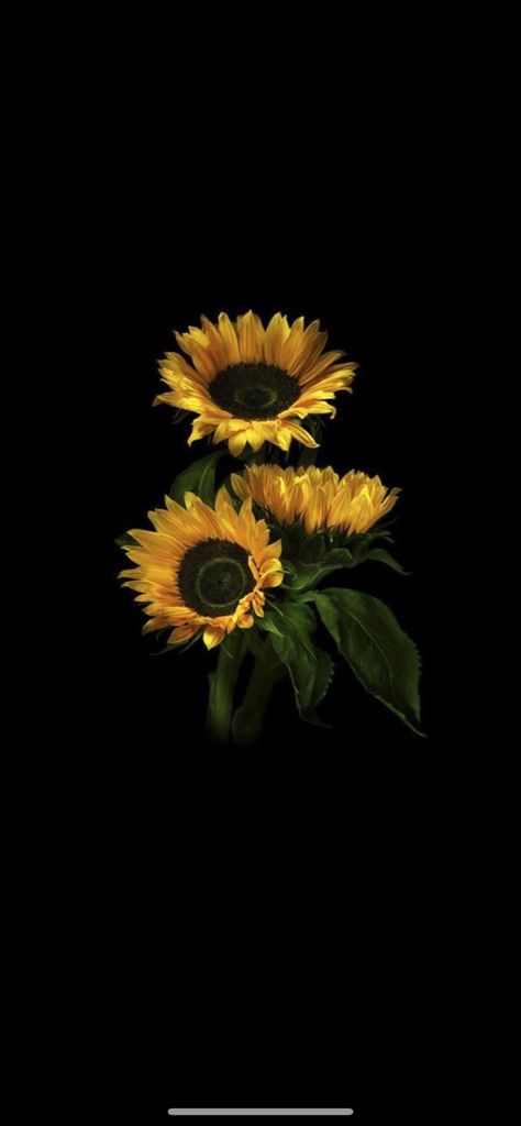 Flower Wallpaper Sunflower, Black Sunflower Wallpaper, Sun Black Background, Sunflower Black Background, Black And Yellow Wallpaper, Durgamma Photos, Black Flowers Wallpaper, Sunflowers Background, Oneplus Wallpapers