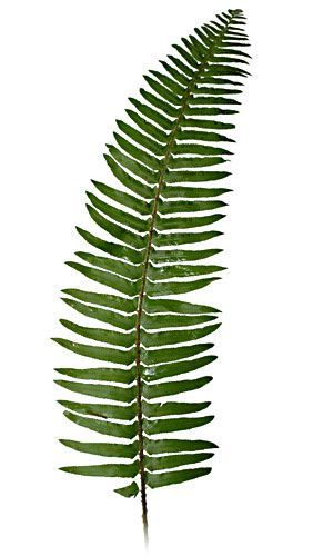 Fern Drawing, Papan Tulis Kapur, Flower Library, Fern Tattoo, Bouquet Tattoo, Table Arrangement, Trendy Flowers, Flowers Arrangements, Head Table