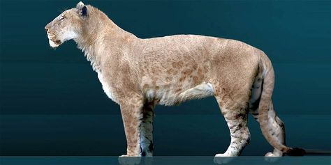 The largest lions in history – American lions – ruled in North and South America, and thus became the hallmark of the Pleistocene landscape. Cave Lion, Herbivorous Animals, American Lion, Lion Facts, Largest Lion, Ancient Animals, Extinct Animals, Endangered Animals, Prehistoric Creatures