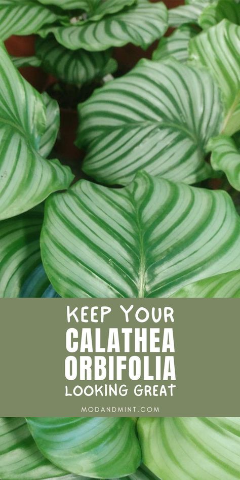 The Calathea orbifolia is a tropical plant that grows striking round, striped leaves. You can grow the orbifolia as an indoor plant, but it has some specific needs and is known to be a bit more care-intensive than most 
houseplants. Click to get the complete care guide to grow a stunning plant! Mint Plant Care, Calathea Orbifolia, Plant Care Guide, Calathea Plant, Mint Plants, White Flies, Prayer Plant, Plant Guide, Soil Layers