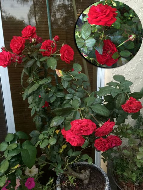 europeana Florida Flowers, Drift Roses, Ground Cover Roses, Florida Garden, Rose Garden Design, Florida Landscaping, Florida Plants, Peace Rose, Rose Trellis