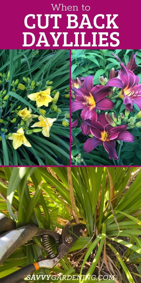 Day Lilies Care, Lilly Plants, Lily Plant Care, Side Ideas, Lily Care, Rose Plant Care, Daylily Garden, Gardening Guide, Day Lilies