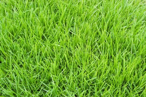 Poa annua grass. This a troublesome annual bluegrass is light green in color #Sponsored , #PAID, #sponsored, #grass, #Poa, #green, #troublesome Tall Fescue Lawn, Tall Fescue Grass, Planting Grass Seed, Fescue Lawn, Fescue Grass, Grass Species, Tall Fescue, Planting Grass, Bermuda Grass