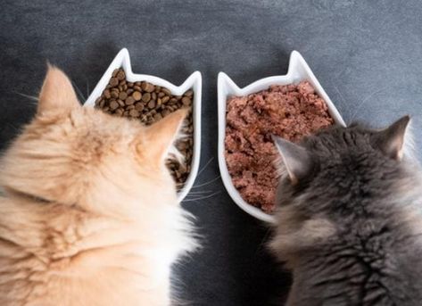 Homemade Cat Food, Hypoallergenic Cats, Cat Food Brands, Hamster Eating, Best Cat Food, Canned Cat Food, Soft Foods, Homemade Cat, Pet Insurance