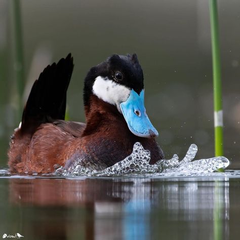 Nuts About Birds Est 2013 on Instagram: “Presents N U T S A B O U T B I R D S Photographer: @raincoastphoto C O N T E N T: Ruddy duck (Oxyura jamaicensis) L O C A T I O N:…” Ruddy Duck, Duck Photo, Pet Ducks, Wild Duck, Mythical Beast, T B, Exotic Birds, Drawing Images, Bird Feathers