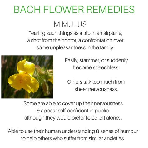 🧡Bach Flower Remedy - MIMULUS Mimulus Bach Flower, Grounding Work, Bach Remedies, Angelic Numbers, Energy Circles, Bach Flowers, Flower Remedies, Bach Flower Remedies, Flower Remedy