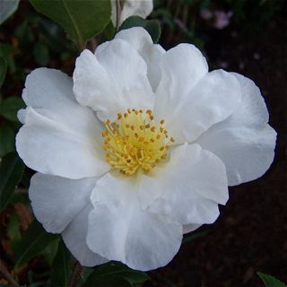 White Ribbon = Paradise Barbara | by Camellias Australia Camellia Sasanqua, Clematis Montana, Garden Catalogs, Evergreen Garden, Acid Loving Plants, Grow Gorgeous, Fragrant Garden, Foundation Planting, Planting Shrubs