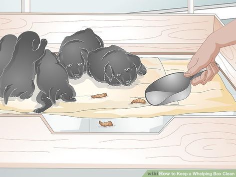 How to Keep a Whelping Box Clean: 10 Steps (with Pictures) Welping Box, Dog Heat Cycle, Dog Whelping, Dog Whelping Box, Dog Breeding Business, Puppy Box, Whelping Puppies, Dog Birth, Puppy Diy