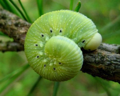 Curled green caterpillar. Green Caterpillar, Macro Photography Insects, Green Bug, Macro Photography Nature, Beautiful Insects, Autumn Family Photography, Insect Photography, Green Photo, Golden Ratio