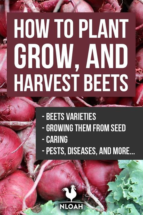 Preserving Beets, Growing Beetroot, Harvest Beets, Growing Beets, Cooking Beets, Veg Patch, Beet Soup, Vegetable Garden Tips, Home Grown Vegetables