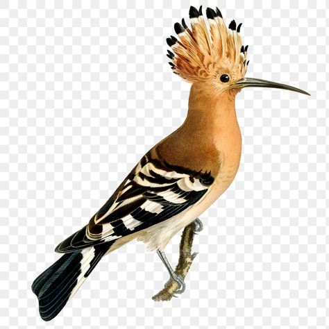 Hoopoe Illustration, Eurasian Hoopoe, Hoopoe Bird, Birds Png, Bird Png, Colorwork Chart, Parrots Art, Floral Tattoo Sleeve, Vintage Drawing