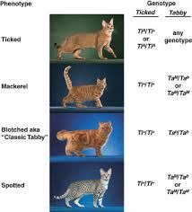 Tabby pattern genetics – a whole new breed of cat - Kaelin - 2010 - Pigment Cell & Melanoma Research - Wiley Online Library Cat Genetics, Cat References, X Chromosome, Types Of Patterns, Cat Reference, Biology Notes, Cat Stands, Alley Cat, Online Library