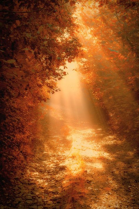 Image Nature, Autumn Scenes, Autumn Scenery, Autumn Beauty, Fall Pictures, Autumn Cozy, Belle Photo, Nature Beauty, Beautiful World