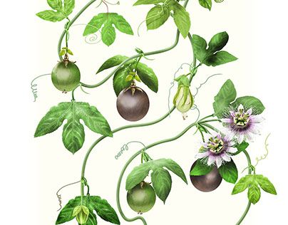 Passiflora Edulis, Passion Fruit Plant, Tiger Lily Flowers, Botanical Pictures, Experiential Art, Wallpaper Kitchen, Botanical Drawing, Fruits Drawing, Antique Botanical Print