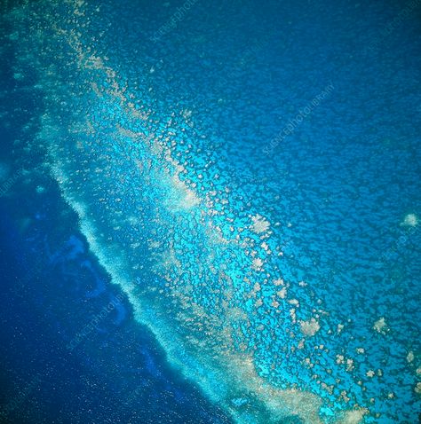 Aerial view of a coral reef surrounding Conception Island in the Bahamas Coral Reef Close Up, Reef Water Vista, Great Reef Barrier, Birdseye View, Coral Reef Aerial View, Red Sea Coral Reef, Bahamas Island, Marine Ecosystem, Science Photos