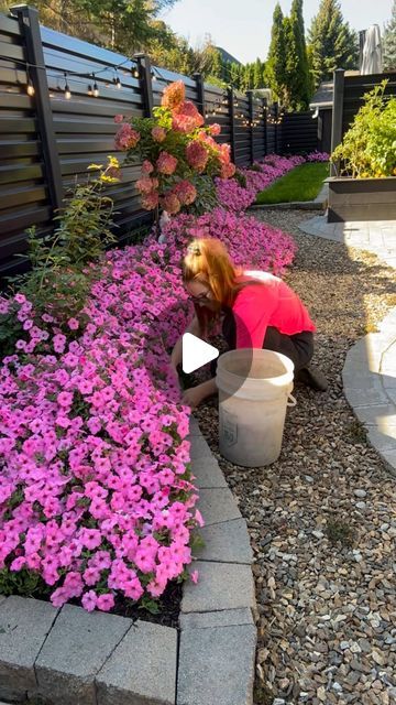 Margaret Valley Landscaping 🌷🩷 on Instagram: "Bubblegum Supertunia Vistas! 🩷🌸💕✨ a magical annual that we use as a ground cover in our gardens. With a ton of different colors to choose from you can’t go wrong with adding a splash of color to areas of your gardens that would otherwise be bare! Now I am sure you are wondering why I am pruning them mid summer… 👇🏼  . . . Honestly, there is no reason other than I wanted to showcase the edging of this beautiful garden bed! It felt a-little wild and over grown if I were to leave it as it is, and I really only think that because this garden has a very manicured shape to it.  The over flow of flowers didn’t fit the style, so I gave them a haircut! However you really dont need to prune this beautiful annual at all during the season which is wh Supertunia Vista Bubblegum, Valley Landscape, Mid Summer, A Haircut, Splash Of Color, Garden Bed, Ground Cover, Garden Beds, Flower Beds