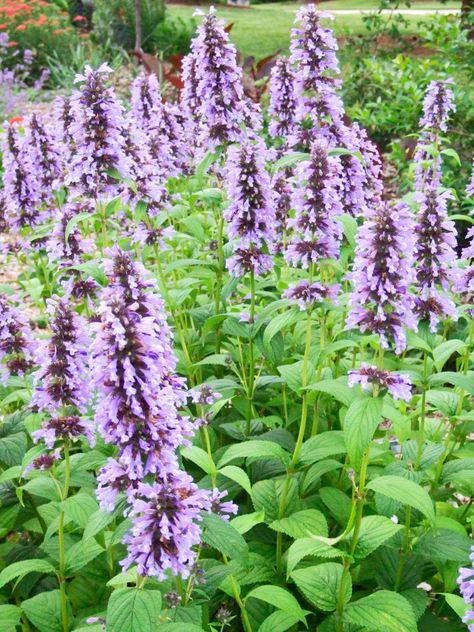 25 Top Easy-Care Plants for Midwest Gardens Midwest Perennials, Midwest Plants, Midwest Gardening, Sedum Garden, Midwest Garden, Michigan Gardening, Pink Perennials, Hosta Plants, Purple Plants