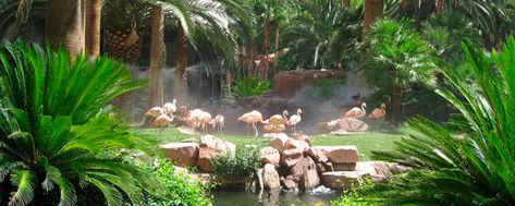 6 FUN THINGS TO DO AT THE FLAMINGO Kid Friendly Las Vegas, Flamingo Habitat, Best Las Vegas Hotels, Zoo Decor, Flamingo Las Vegas, Free Family Activities, Flamingo Hotel, Zoo Architecture, Underwater Animals