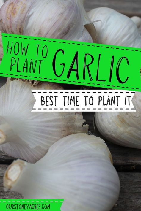 How To Plant Garlic Cloves, Planting Garlic Cloves, Growing Garlic From Cloves, When To Plant Garlic, How To Plant Garlic, Health Benefits Of Garlic, Garlic Garden, Blueberry Gardening, Plant Garlic